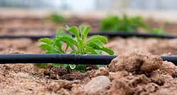 Капельное орошение