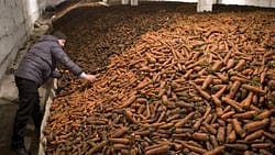 овощехранилище